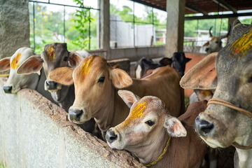 Help and Feed Cows